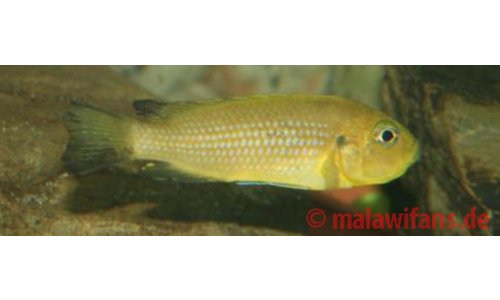 Pseudotropheus daktari Hai Reef